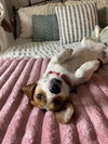 Daisy
