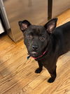 Roxie