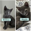 Maple and Willow