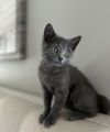 Willow