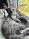 Willow