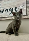 Willow