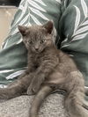 Willow