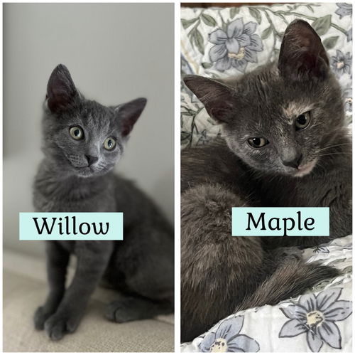 Willow and Maple