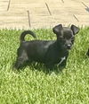 Onyx