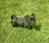 Onyx