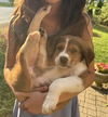 Samson