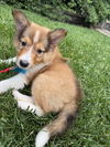 Milo