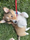 Milo