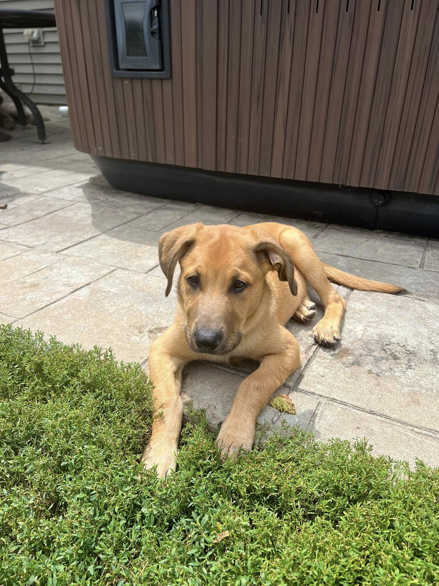 adoptable Dog in Hinckley, IL named Finn