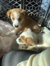 Murphy
