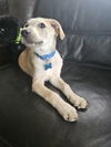 Cooper