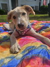 Cooper