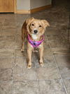 Lucy