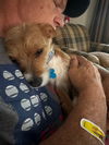 Trixie