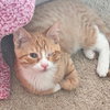 Sage - Photo 8