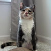Sage - Photo 1