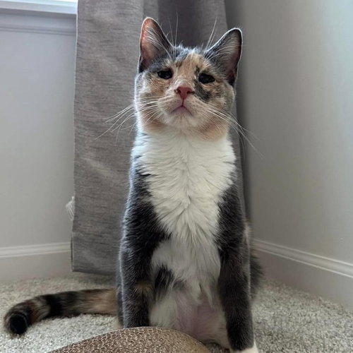 SAGE - Domestic Short Hair available for adoption