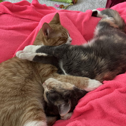 SAGE - Domestic Short Hair available for adoption