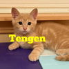 Tengen