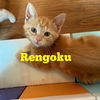 Rengoku