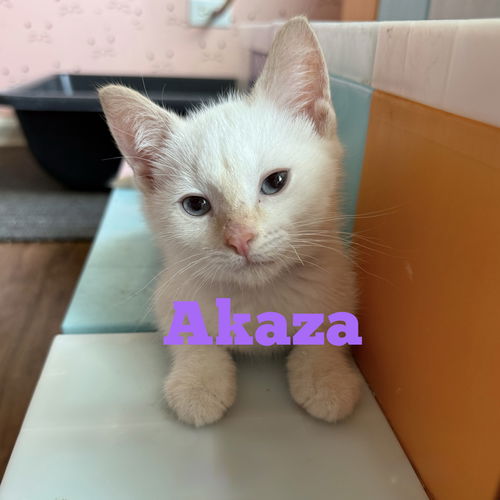 Akaza