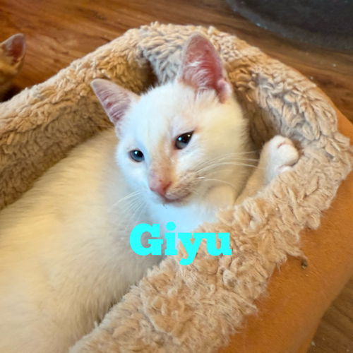 Giyu