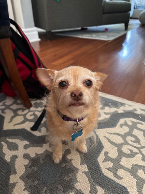 adoptable Dog in Lockport, IL named Lightning