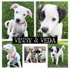 Vinny