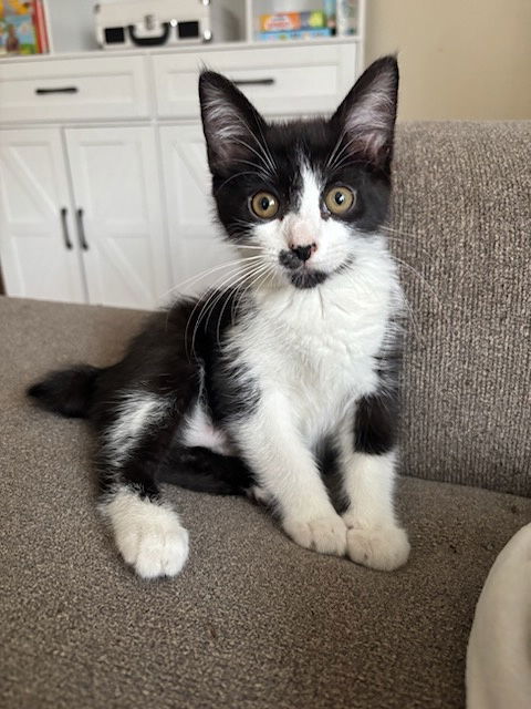 adoptable Cat in Rolling Meadows, IL named Blueberry