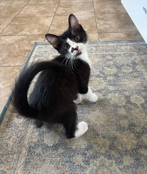 adoptable Cat in Rolling Meadows, IL named Buggs