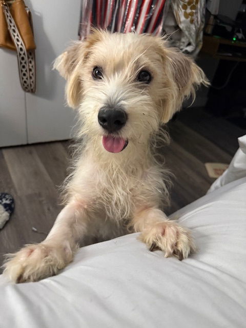 adoptable Dog in Chicago, IL named Figley