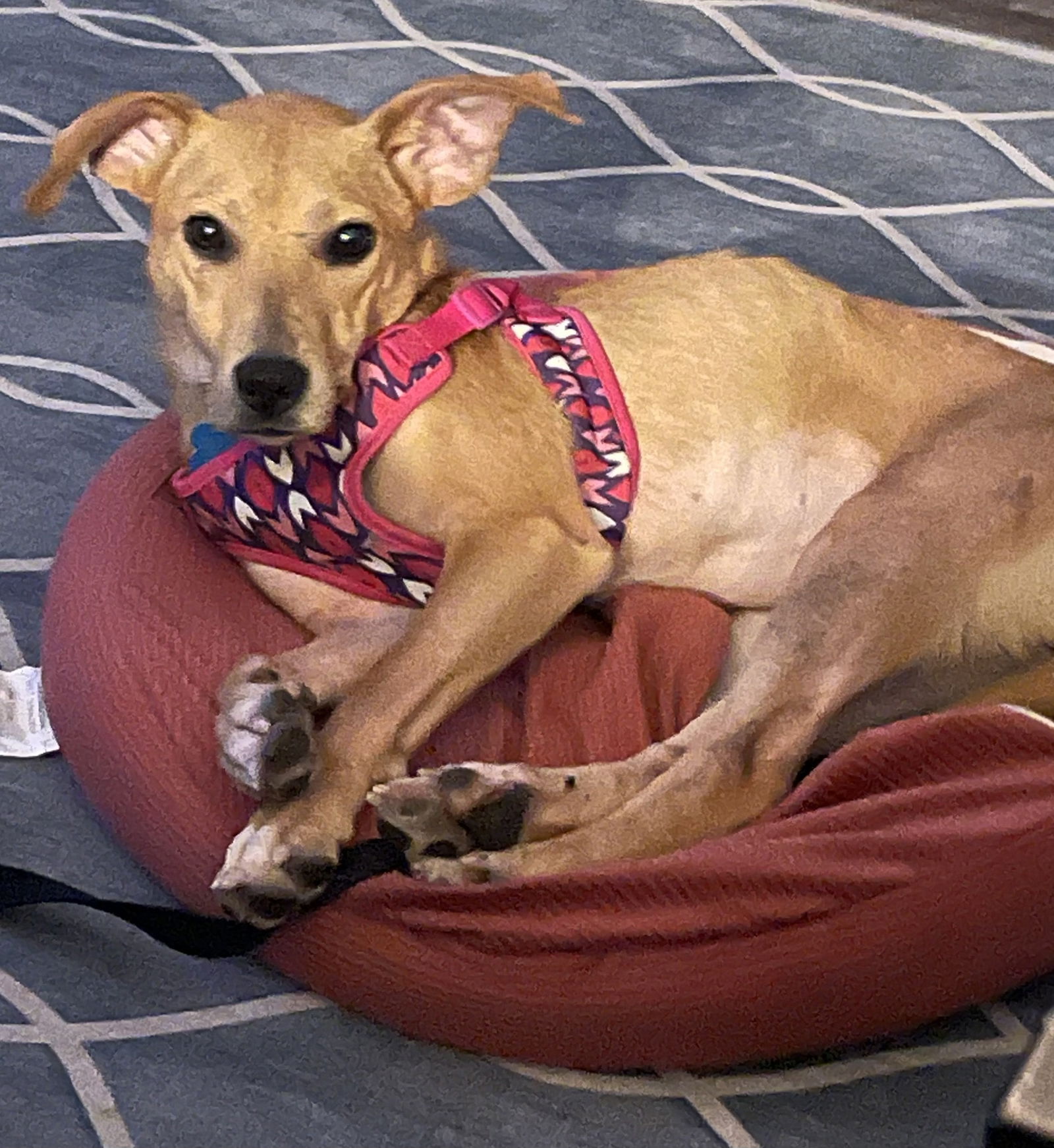 adoptable Dog in Aurora, IL named Buttercup