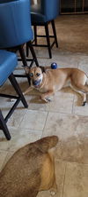 adoptable Dog in  named Martha