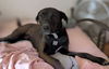 adoptable Dog in  named Milo