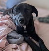 Milo