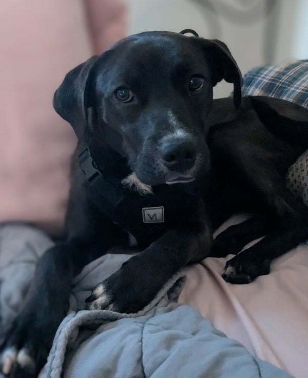 Milo