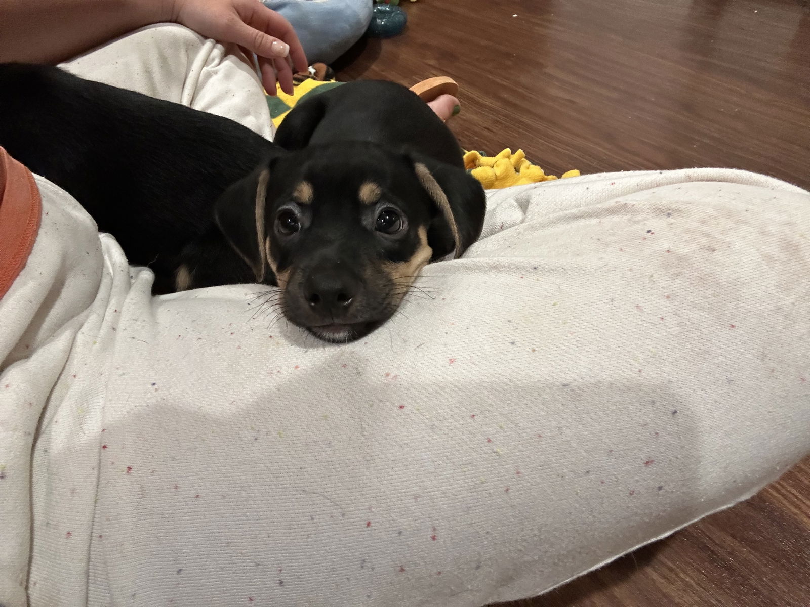 adoptable Dog in Naperville, IL named Ethel