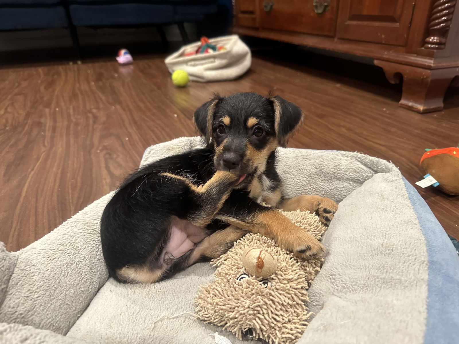 adoptable Dog in Plainfield, IL named Ruby