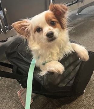 adoptable Dog in Plano, IL named Cosmo