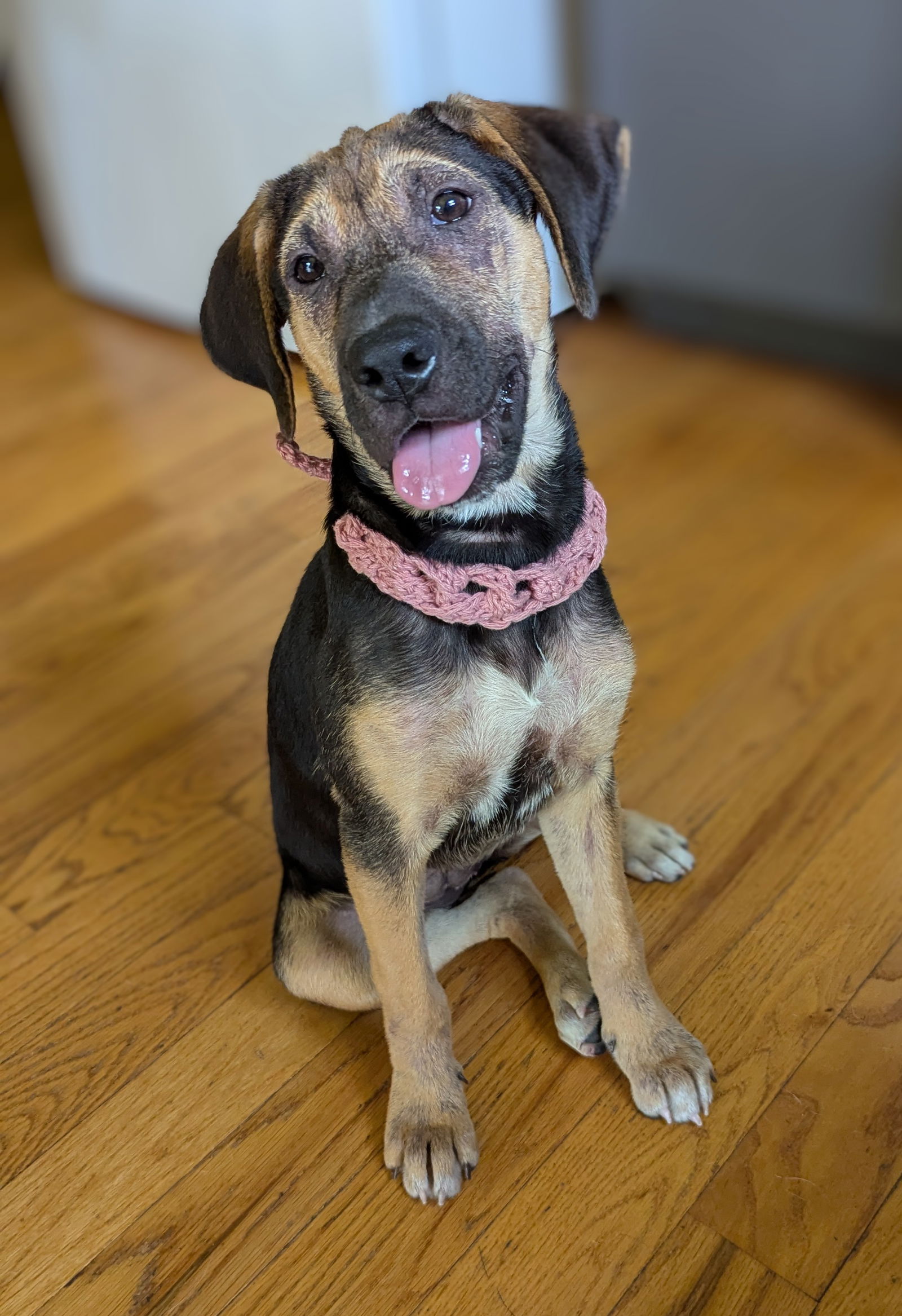 adoptable Dog in Steger, IL named Molly