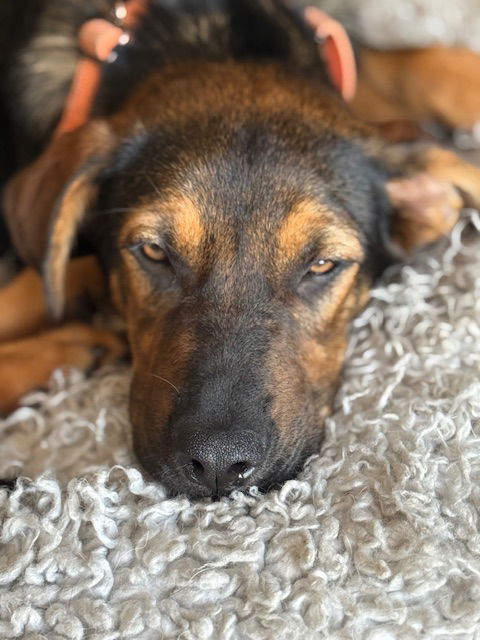 adoptable Dog in Glenview, IL named Beau