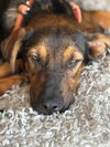 adoptable Dog in , IL named Beau