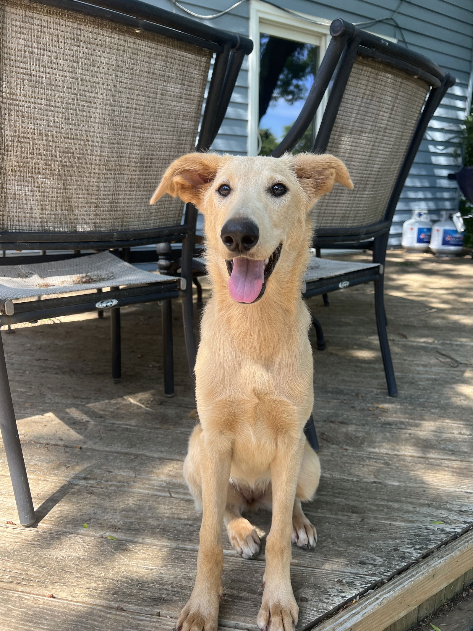 adoptable Dog in Naperville, IL named Blondie Ronbinson