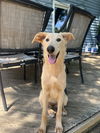 adoptable Dog in  named Blondie Ronbinson
