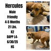 Hercules