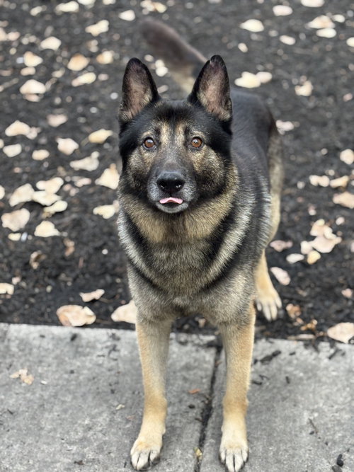 REX - German Shepherd Dog available for adoption