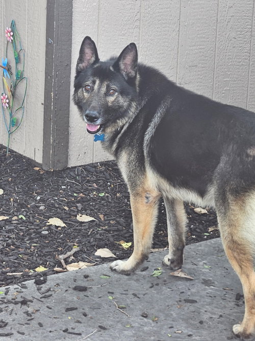 REX - German Shepherd Dog available for adoption