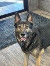Rex - Photo 3