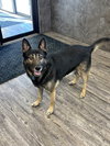 Rex - Photo 4